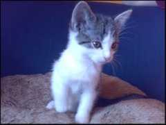 kitticat.de Baluna
