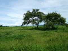 Baluran
