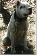americanbulldog4u.de Bamaboy