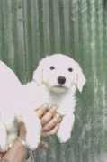 Bamba