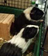 Bambel