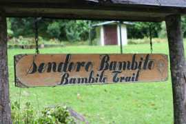 lifeafterfire.com Bambito