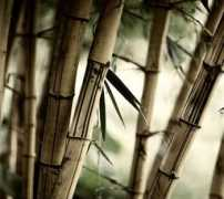 Bamboos