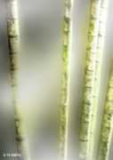 tvsmith.net.my Bamboos