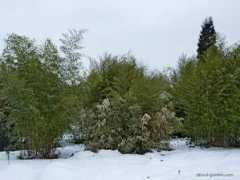 about-garden.com Bambusa