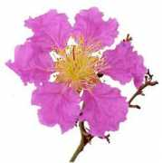 Banaba