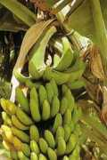 fourlangwebprogram.com Bananera