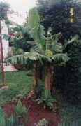 Banano