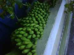 Bananos