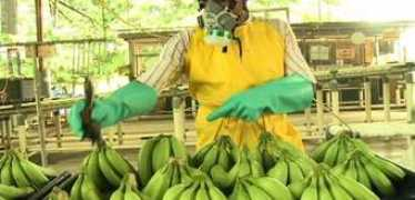Bananos