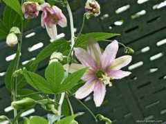 about-garden.com Bananova