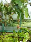 about-garden.com Banata