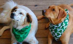 dogtipper.com Bandanas