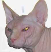 sphynx-cattery.com Bandares
