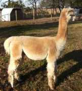 tri-valleyalpacas.com Bandaro
