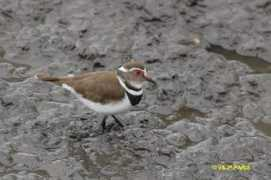 Banded