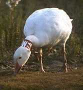 Banded