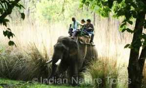 indiannaturetours.com Bandhavgarh