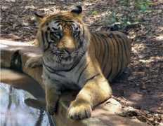 prishindia.com Bandhavgarh