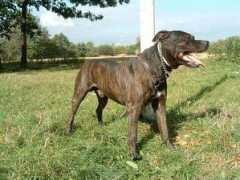 cz-pes.cz Bandog