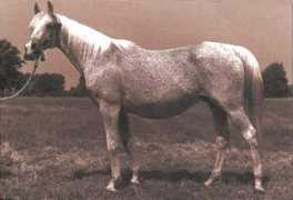 wintersteenarabians.com Bandola