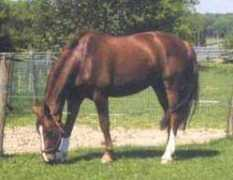 greenfieldstables.com Bandolero