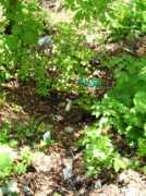 maimultverde.ro Baneasa