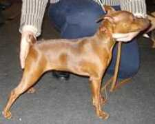 millgret.breeder.ee Baneviciute