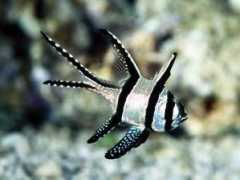 poseidonsrealm.com Banggai