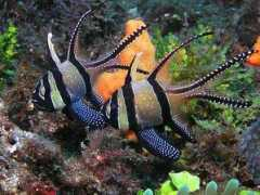 divetrip.com Banggai