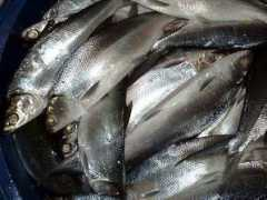 Bangus