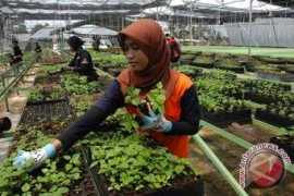 antaranews.com Banjarbaru
