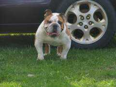 marigoldbullies.com Banjot