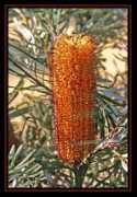 Bansia