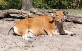 sv.northrup.org Banteng