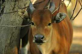 itsnature.org Banteng