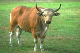 alientravelguide.com Banteng