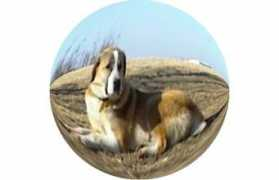 hund.ch Banum