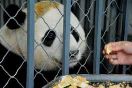 Baobao