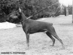 Baquero