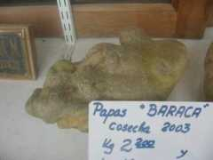 Baracas