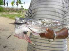 fond-ecran-image.com Baracouda