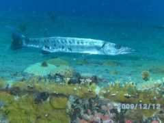 Baracuda