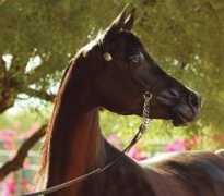 jamalarabians.com Barake