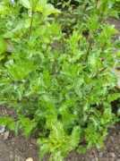 ogrod-pl.com Barane