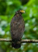 orientalbirdimages.org Baratang