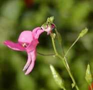 garten-de.com Barbarae