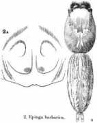 salticidae.org Barbaric