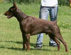 dobermann-review.com Barbaross