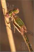 featurepics.com Barbarus